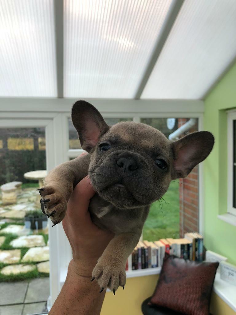 French Bulldog Puppies in Harrow, London Gumtree