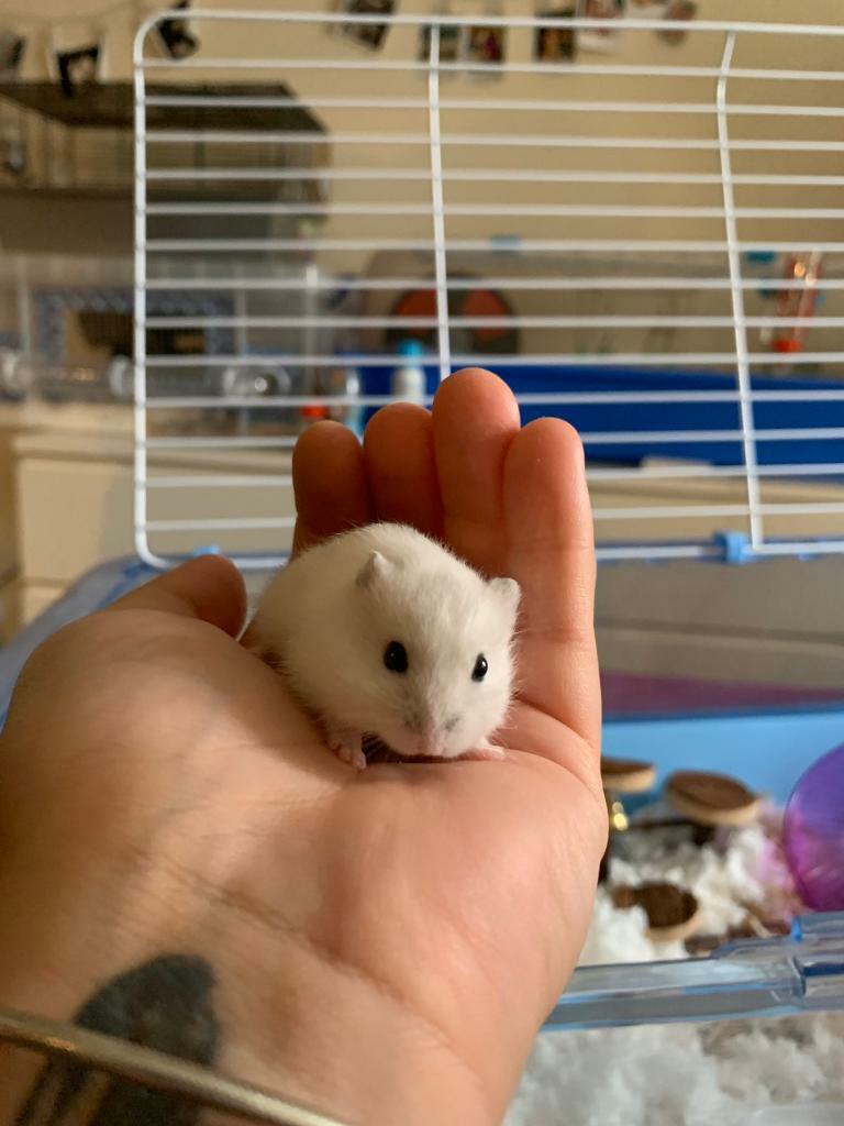 Beautiful White baby dwarf hamsters very tame in Faringdon