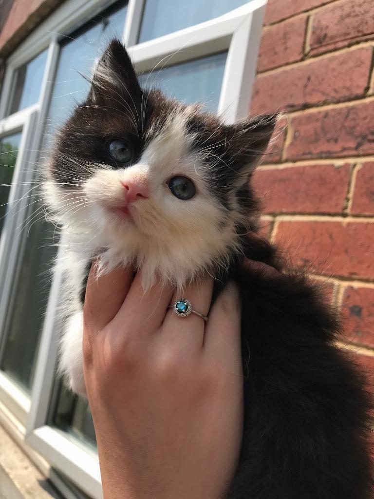 3 adorable black & white kittens for sale! | in Dewsbury, West