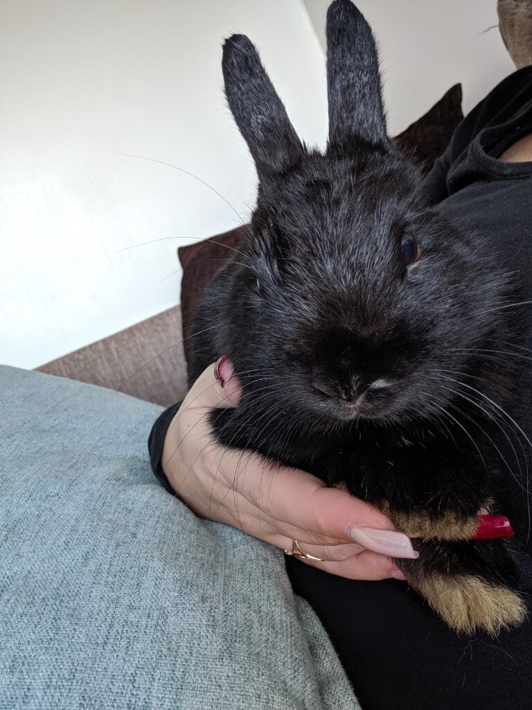 Netherland dwarf rabbit and cage and accessories in Thornliebank