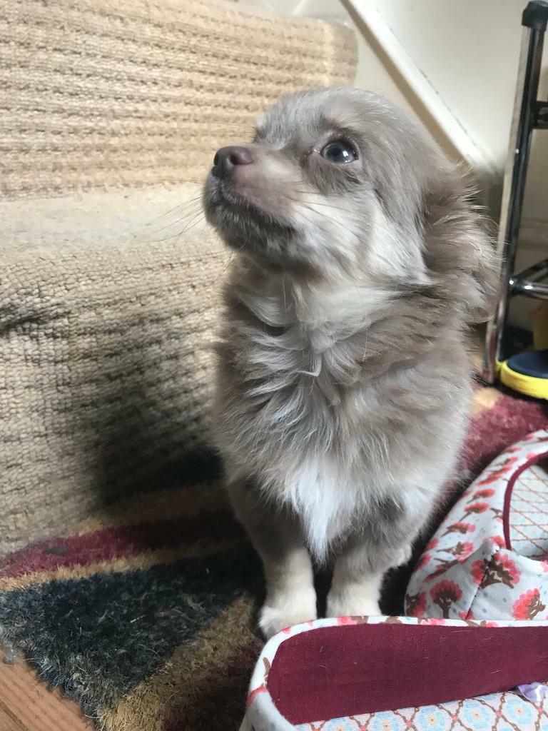 KC reg Long hair Lilac Chihuahua(Now SOLD) in Colchester, Essex Gumtree