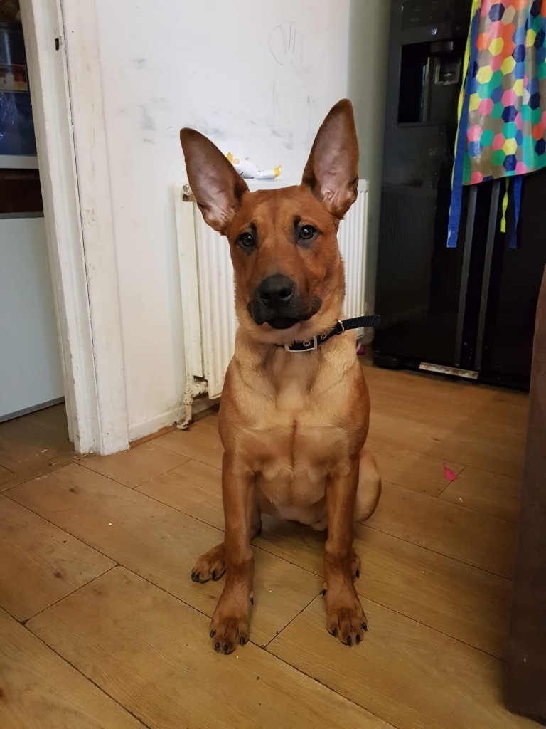 belgian malinois x rottweiler puppy in Mill Hill, London Gumtree