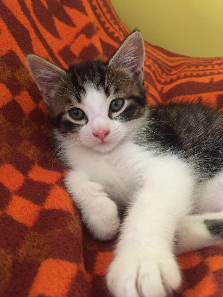 Cute and playful kitten for sale! in Crawley, West Sussex Gumtree
