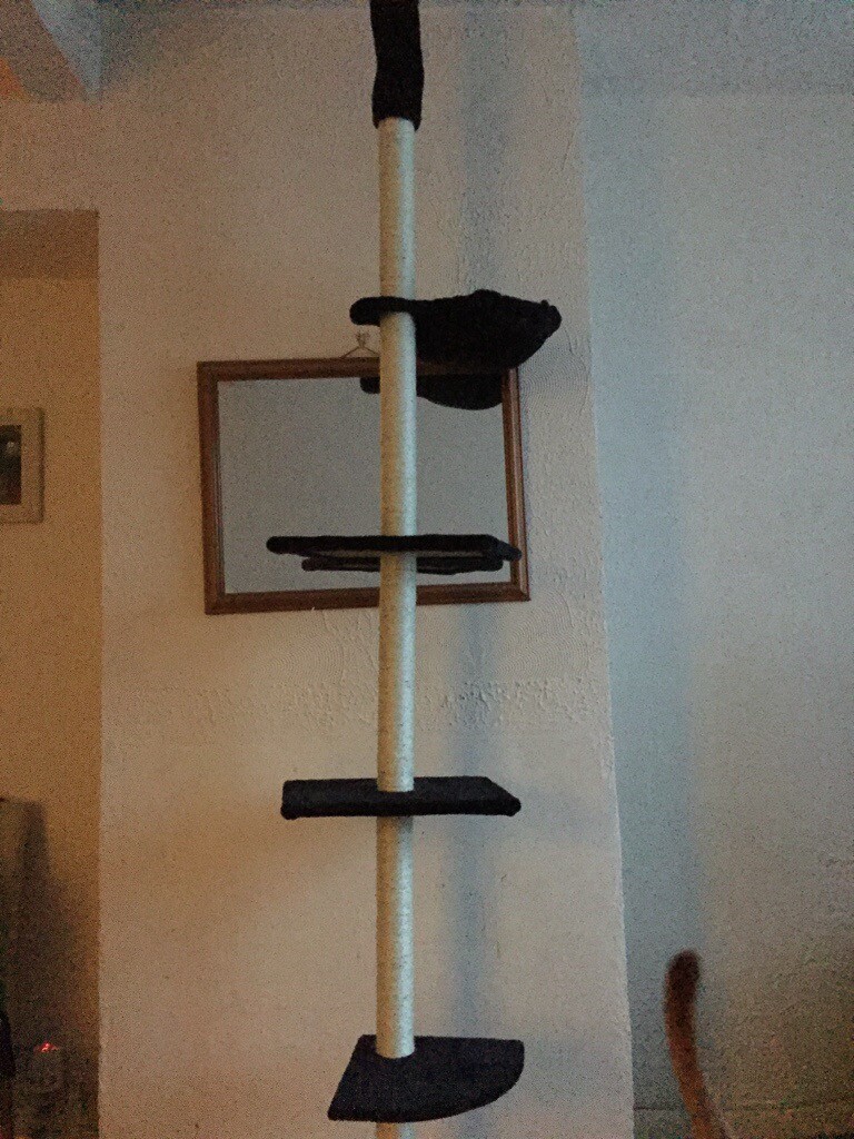 Cat Floor To Ceiling Cat Scratch Pole In Dagenham London Gumtree