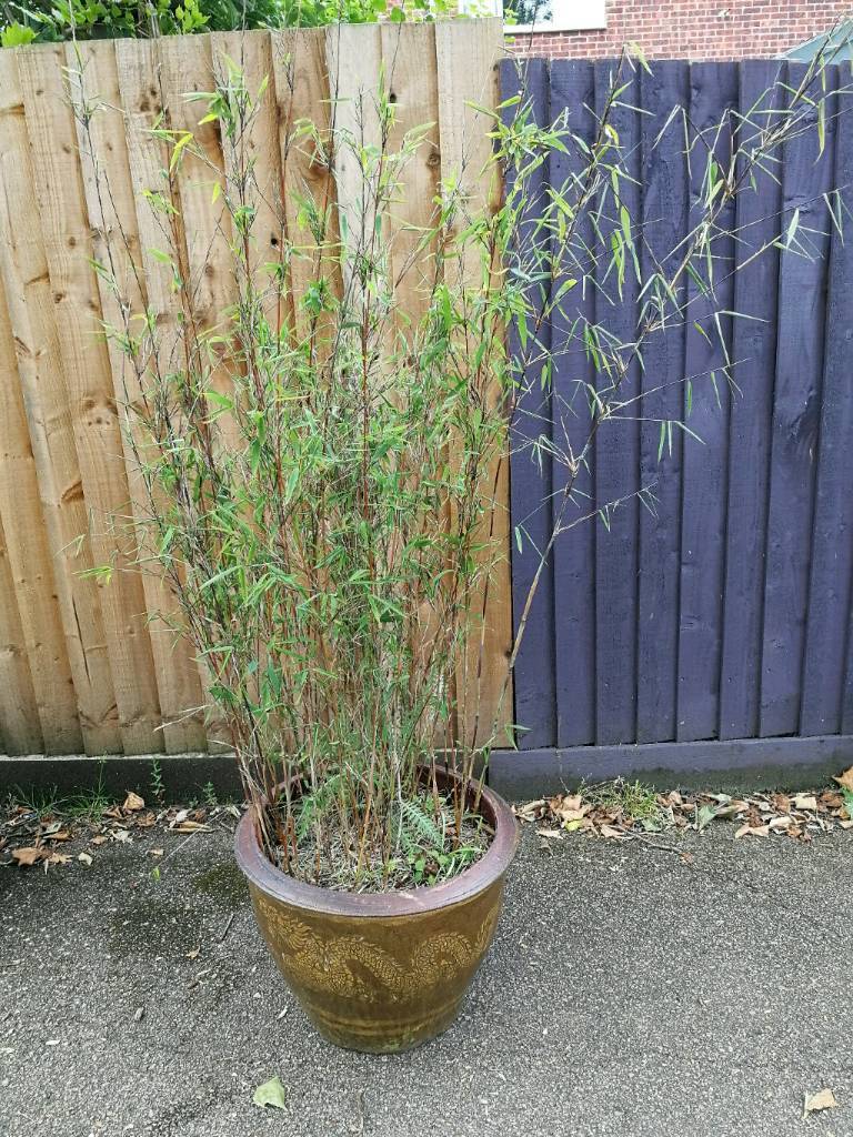 Large bamboo  plant in dragon pot  in Great Cornard 