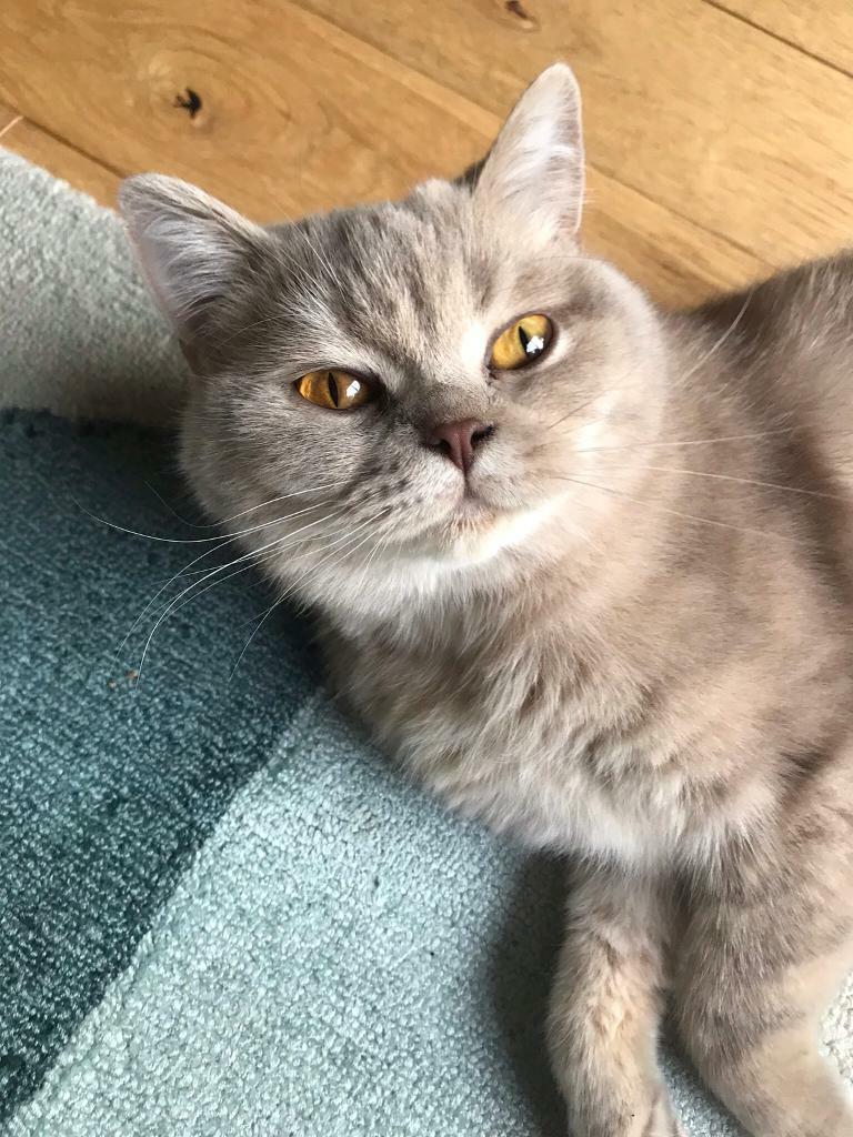 Lilac British Shorthair Female In Stafford Staffordshire Gumtree