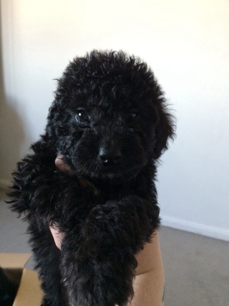 Collie poo pups in Hazel Grove, Manchester Gumtree
