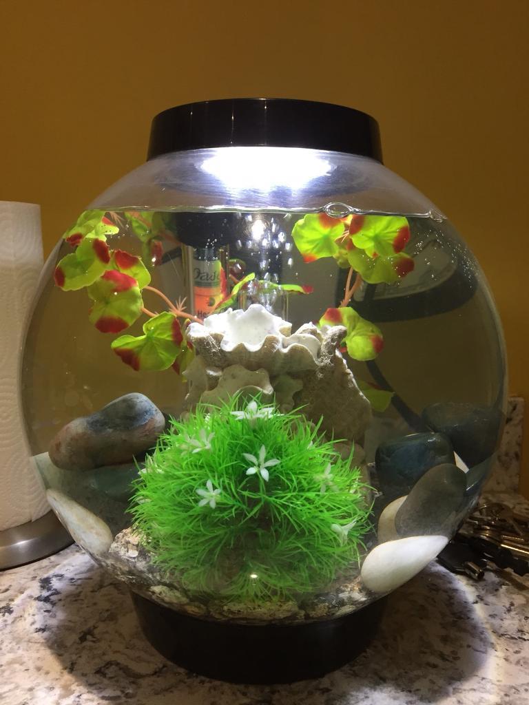 15 litre Bi orb fish tank in Long Stratton, Norfolk Gumtree