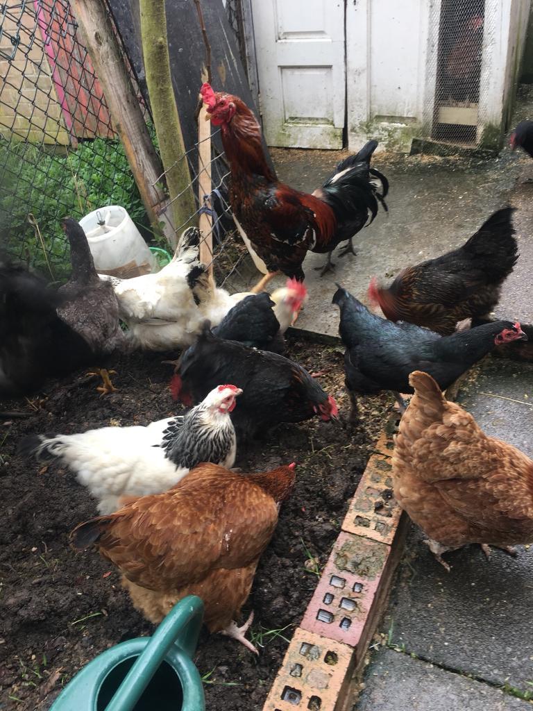 Hens for sale in Aston, West Midlands Gumtree