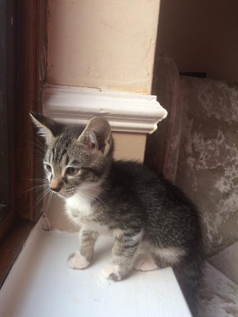 1 Male Siamese Tabby Mix Kitten Avalible In Hillingdon London