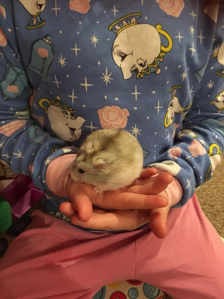 Female dwarf hamster with very large cage in Fairwater, Cardiff Gumtree