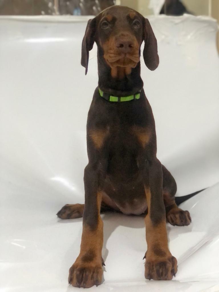 Doberman puppies for sale kc registered in Oldham, Manchester Gumtree