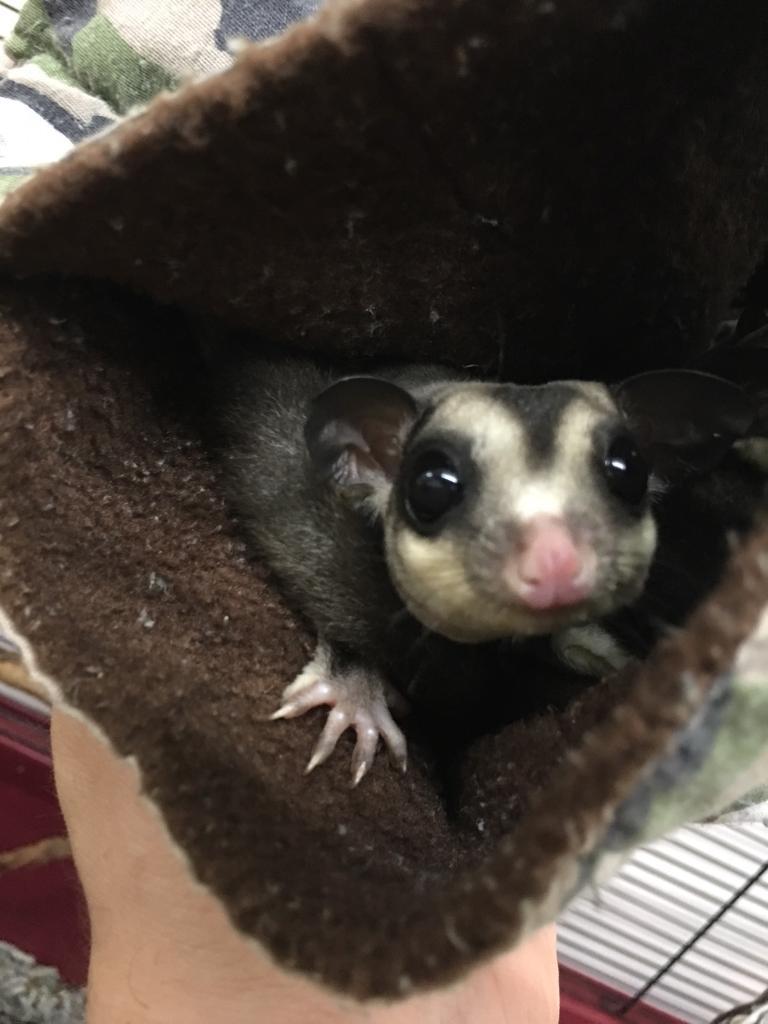 Sugar glider set up | in Dundonald, Belfast | Gumtree