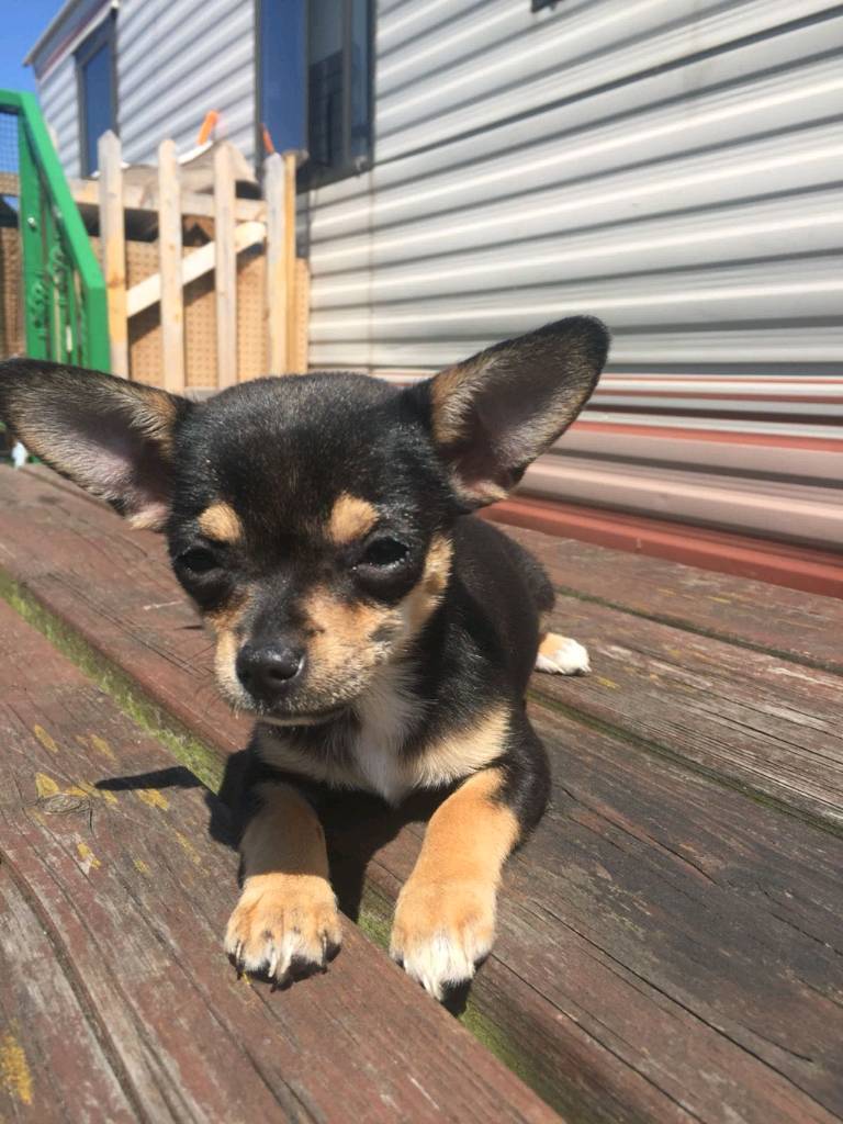 1 Chihuahua Puppies need good homes in Sheerness, Kent Gumtree