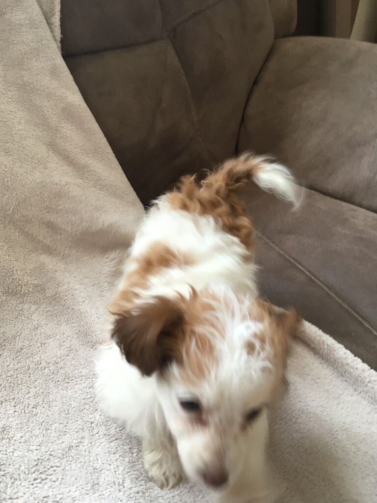 🐶Beautiful Small Puppy For Sale Female🐶 in Luton, Bedfordshire Gumtree