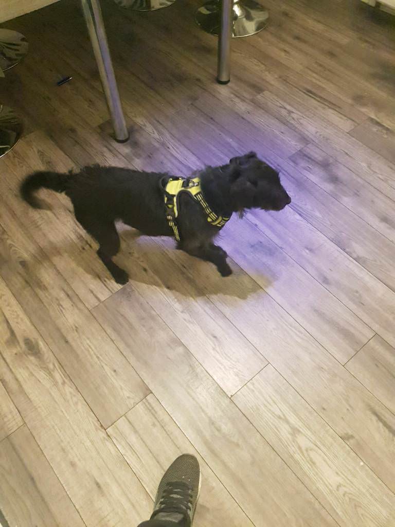 Dog for sale in Rattray, Perth and Kinross Gumtree