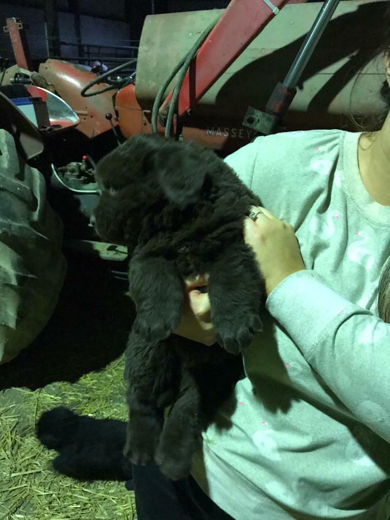 Newfoundland X Labrador Pups In Killinchy County Down Gumtree