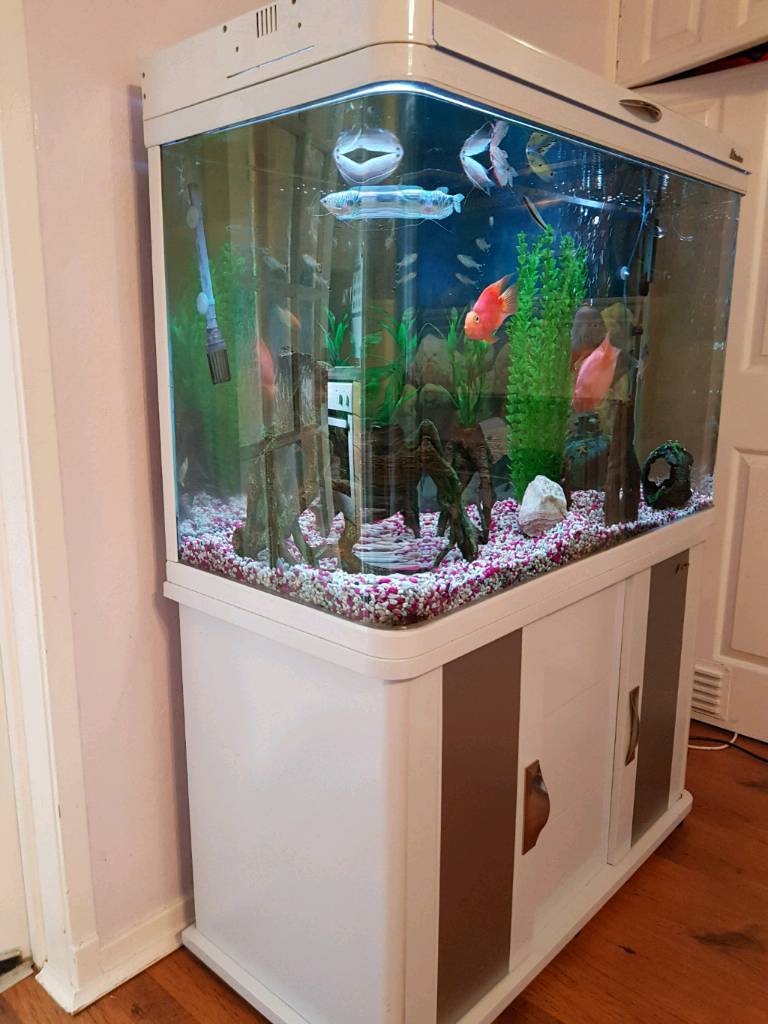 Fish tank for sale in Lanark, South Lanarkshire Gumtree
