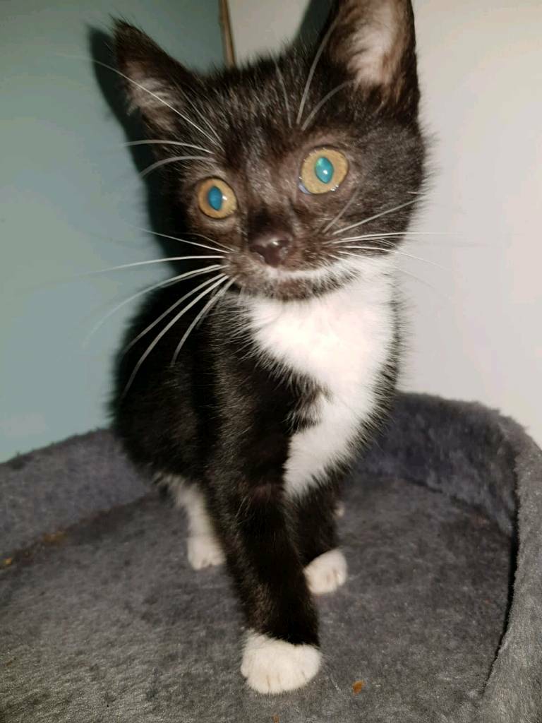 8 week old kittens ready now in Norwich, Norfolk Gumtree
