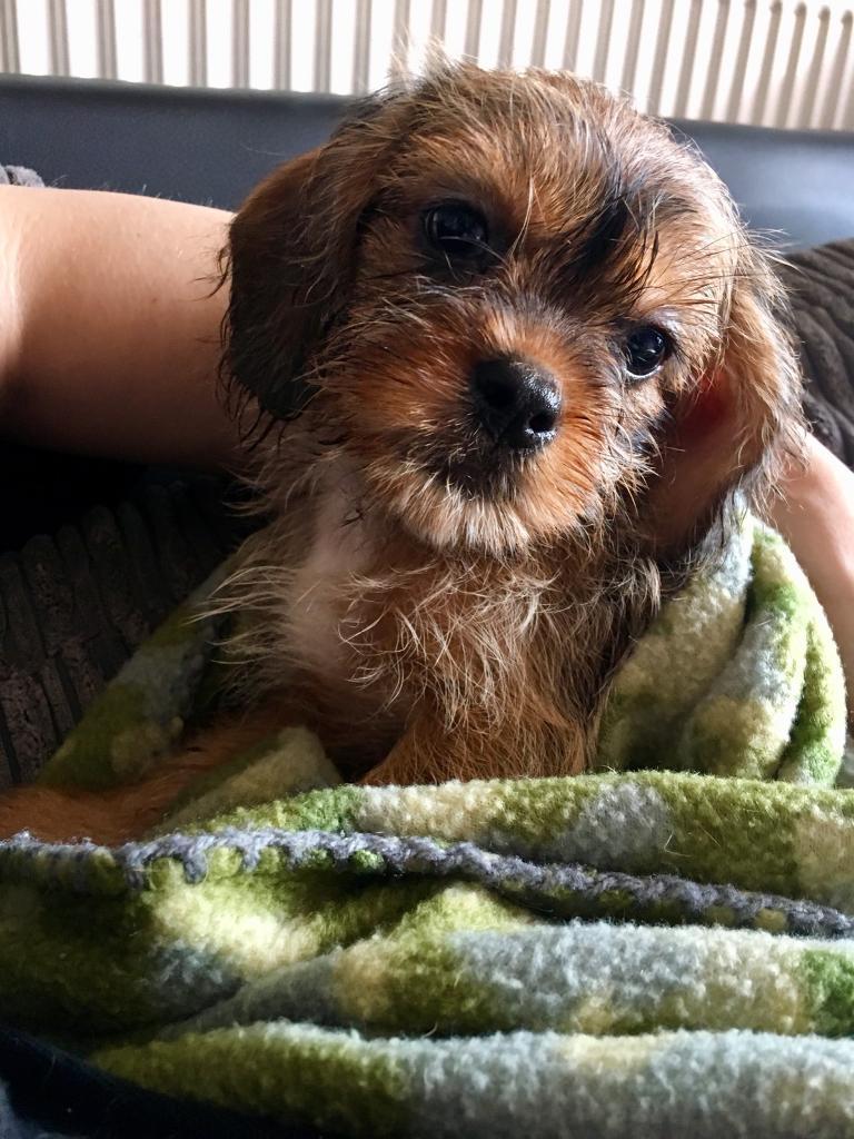 REDUCED**** Only 1 girl left Bassett Hound x Shih Tzu x Chihuahua