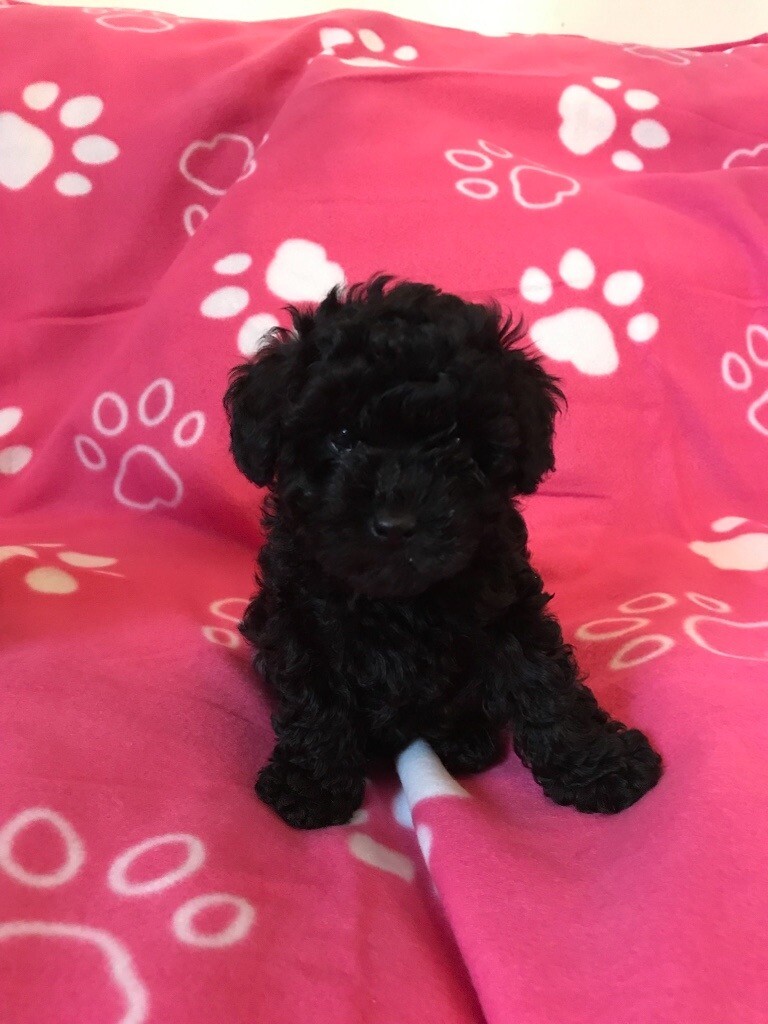 Cocker Puppy In Salisbury Wiltshire Gumtree