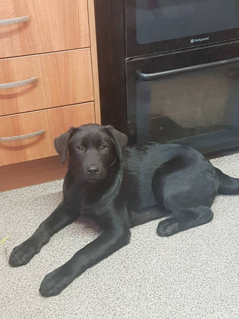 Labrador x Akita Puppy in Great Yarmouth, Norfolk Gumtree