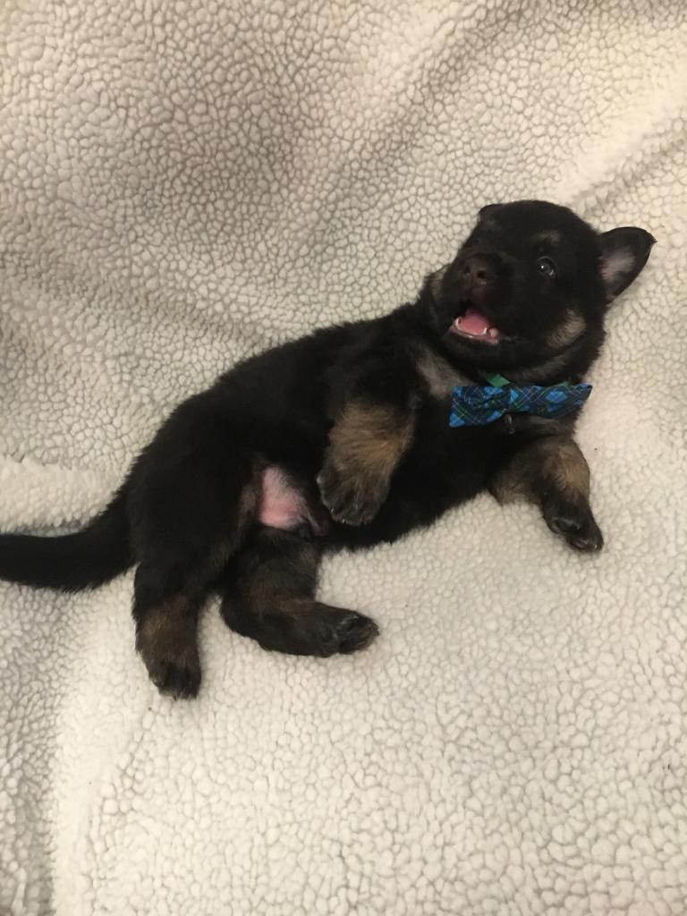 German Shepweiler Puppy in Blackwood, Caerphilly Gumtree