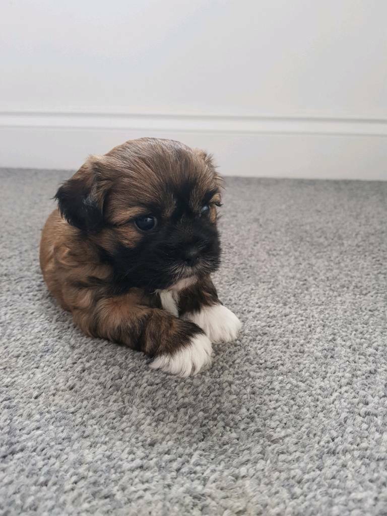 Stunning shih Tzu Puppies in Glasgow Gumtree