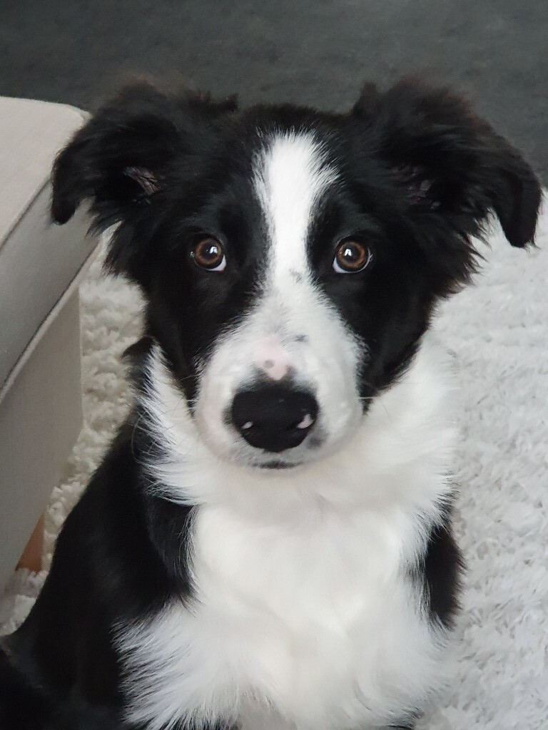 Beautiful male border collie for sale in Worsley, Manchester Gumtree