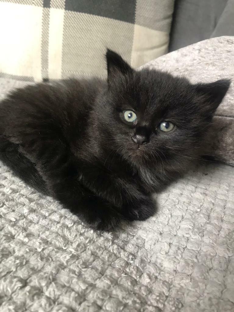 Beautiful fluffy kitten | in Cramlington, Northumberland | Gumtree