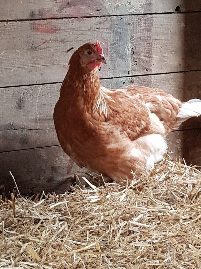 Point of Lay Chickens for sale Can deliver in Tonbridge, Kent Gumtree