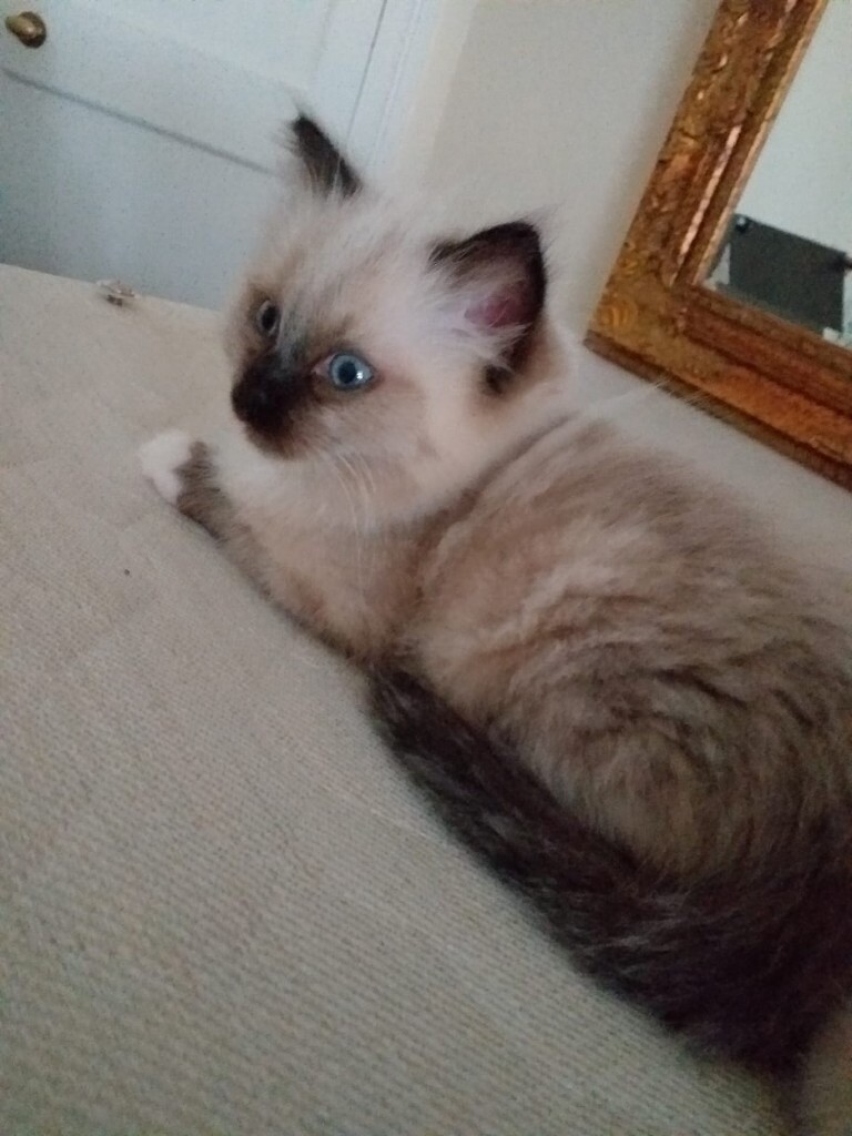 Male Ragdoll Kitten in Balgreen, Edinburgh Gumtree