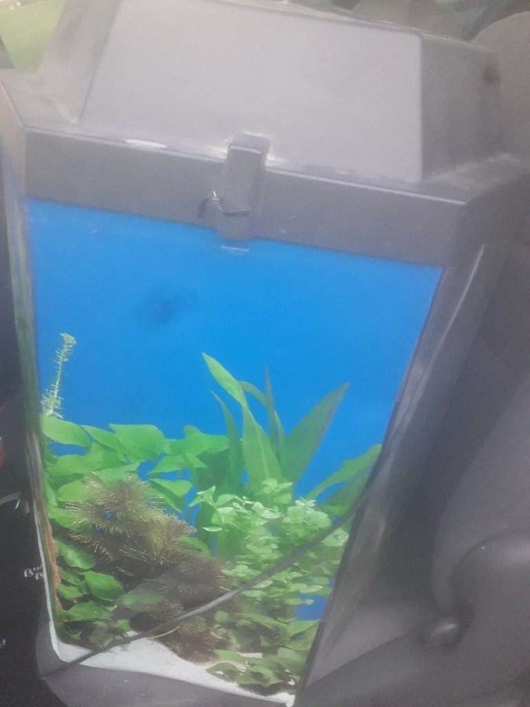 Hexagonal fish tank in Bournemouth, Dorset Gumtree