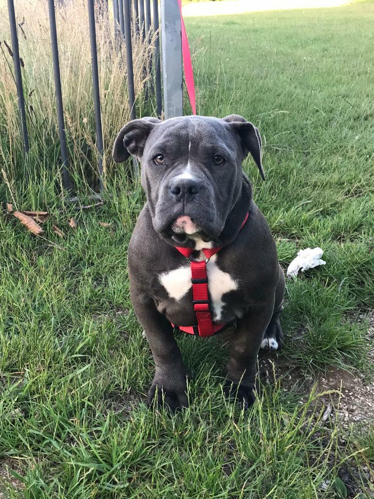 American bully female puppy in Luton, Bedfordshire Gumtree