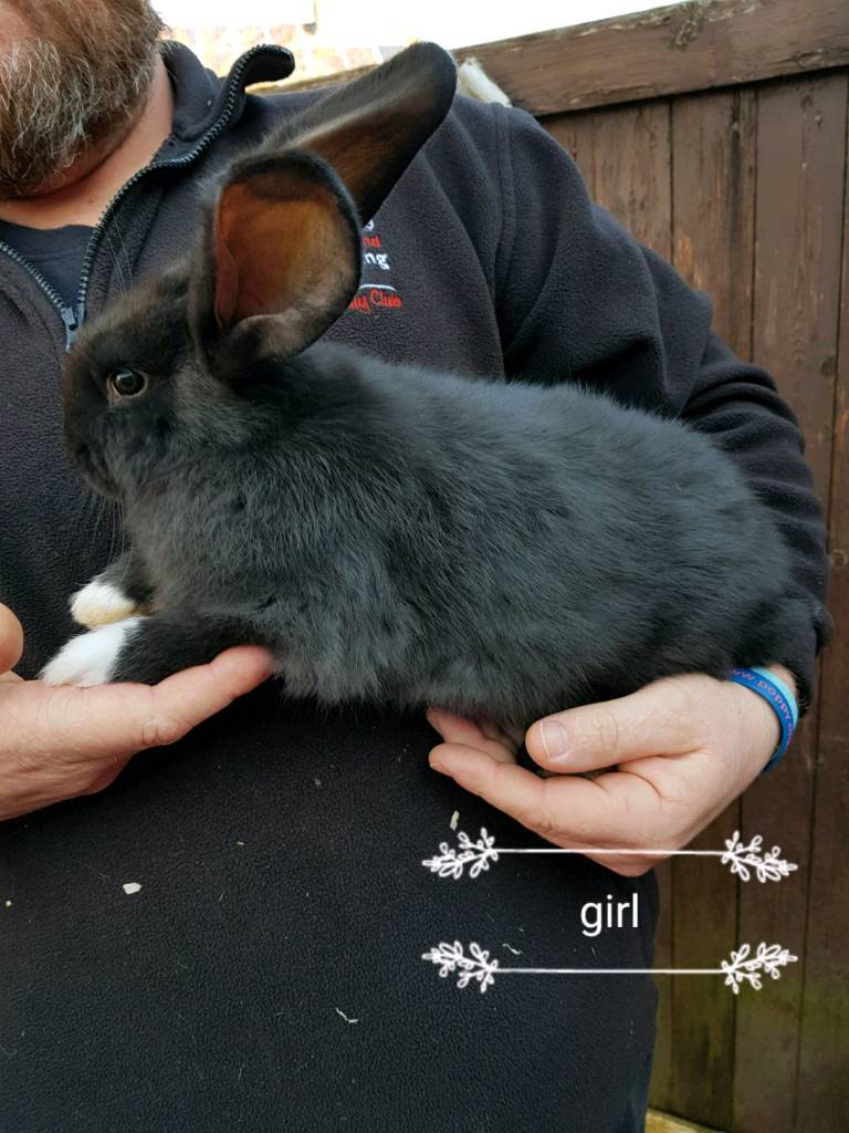 Pure breed continental giant rabbits in Ilkeston, Derbyshire Gumtree