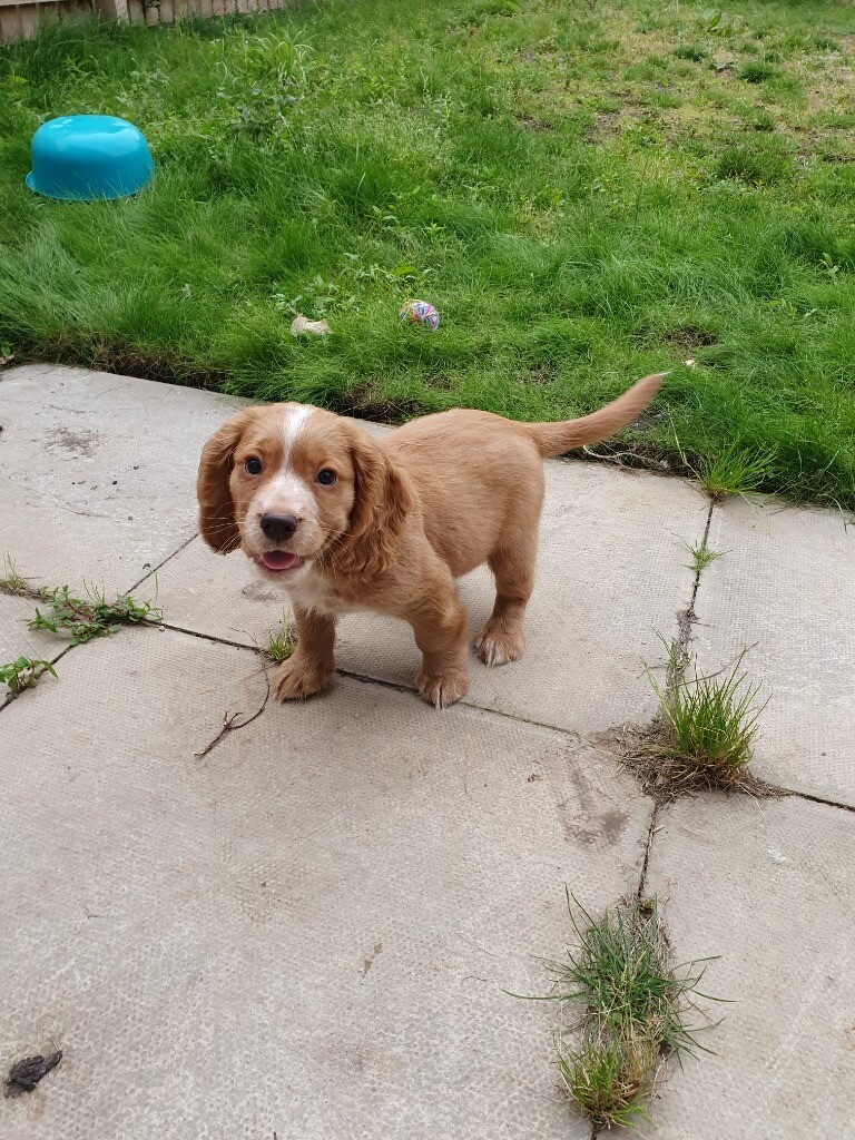 Adorable Cocker Spaniel Puppy 10 weeks old in Cottingham, East