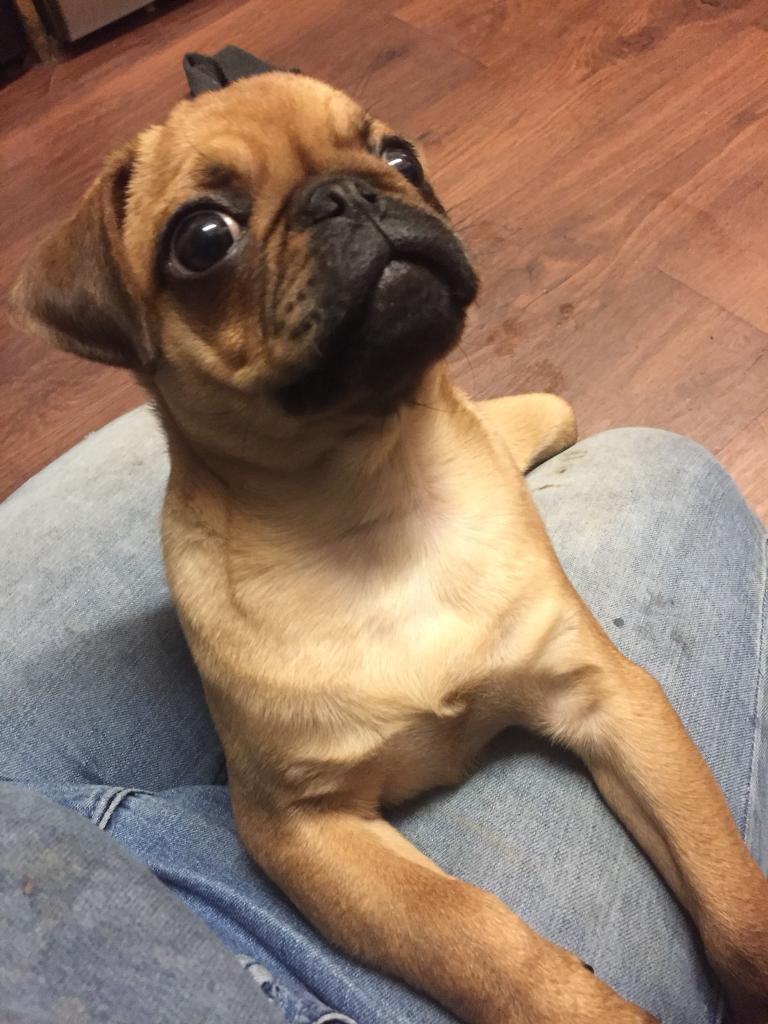 Apricot pug in Wisbech, Cambridgeshire Gumtree