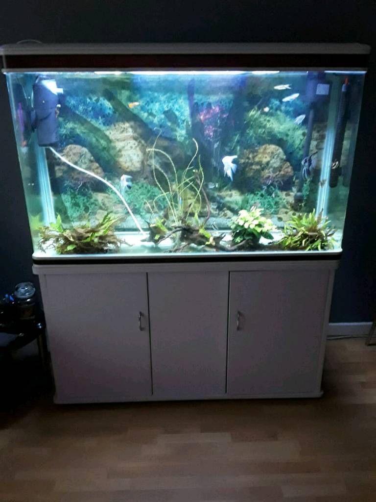 Large 300L fish tank in St Anns, Nottinghamshire Gumtree