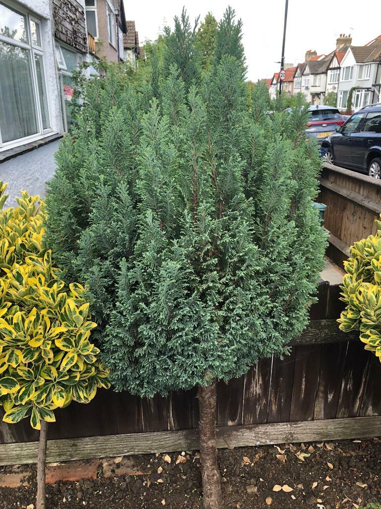 Mature evergreen shrubs plants. Not flowers in Greenford, London