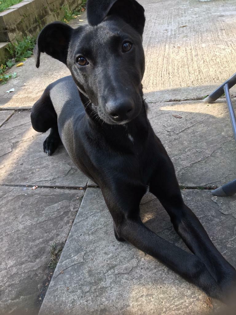 Lurcher puppy for sale （waiting for collection) in Beeston
