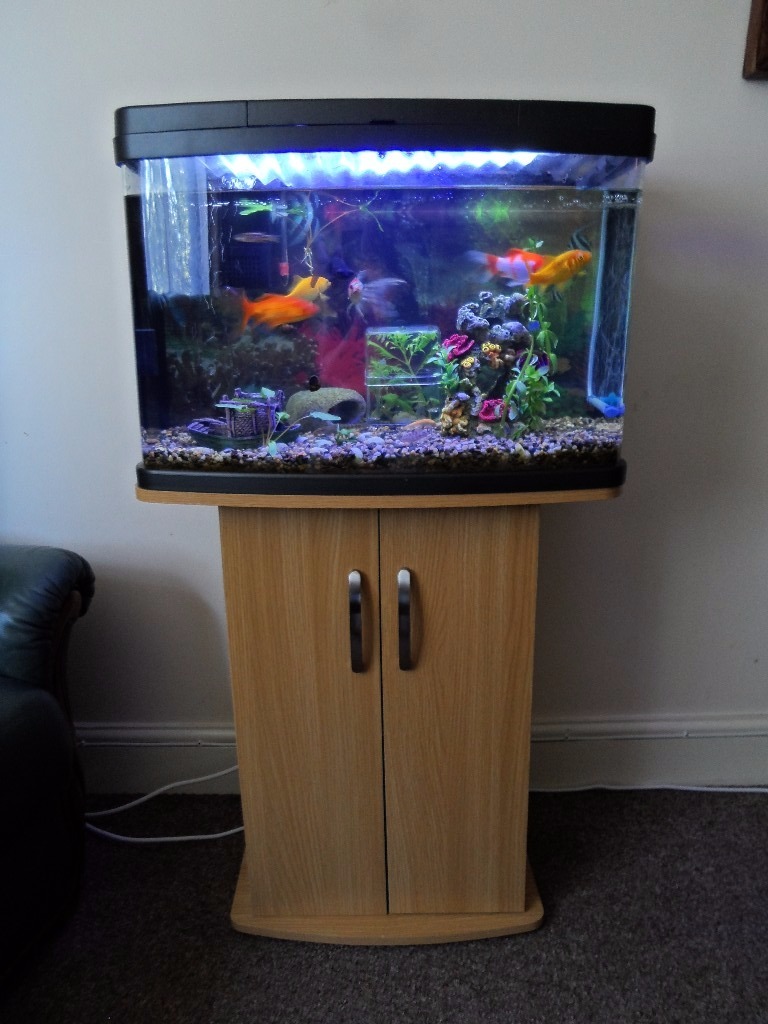 Love Fish Panorama Aquarium 64L with stand and fish ( and etc) in Brandon, Suffolk Gumtree