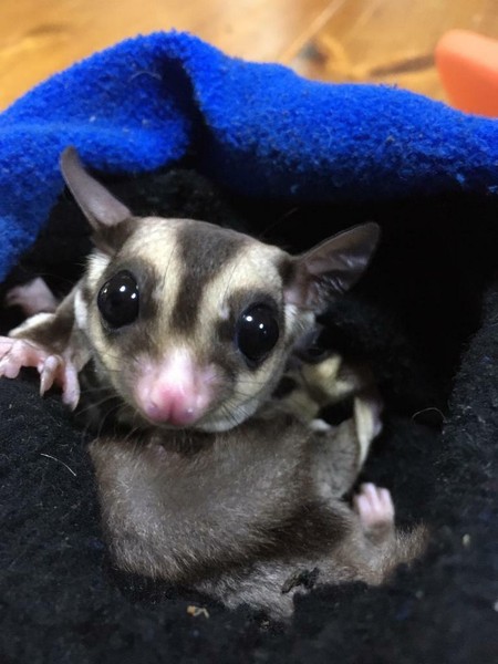 Sugar Gliders for sale in UK | 23 used Sugar Gliders