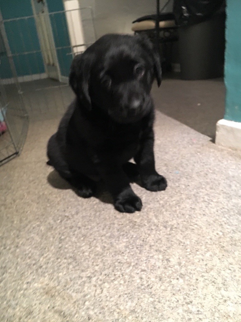 Black Labrador bitch for sale in Diss, Norfolk Gumtree