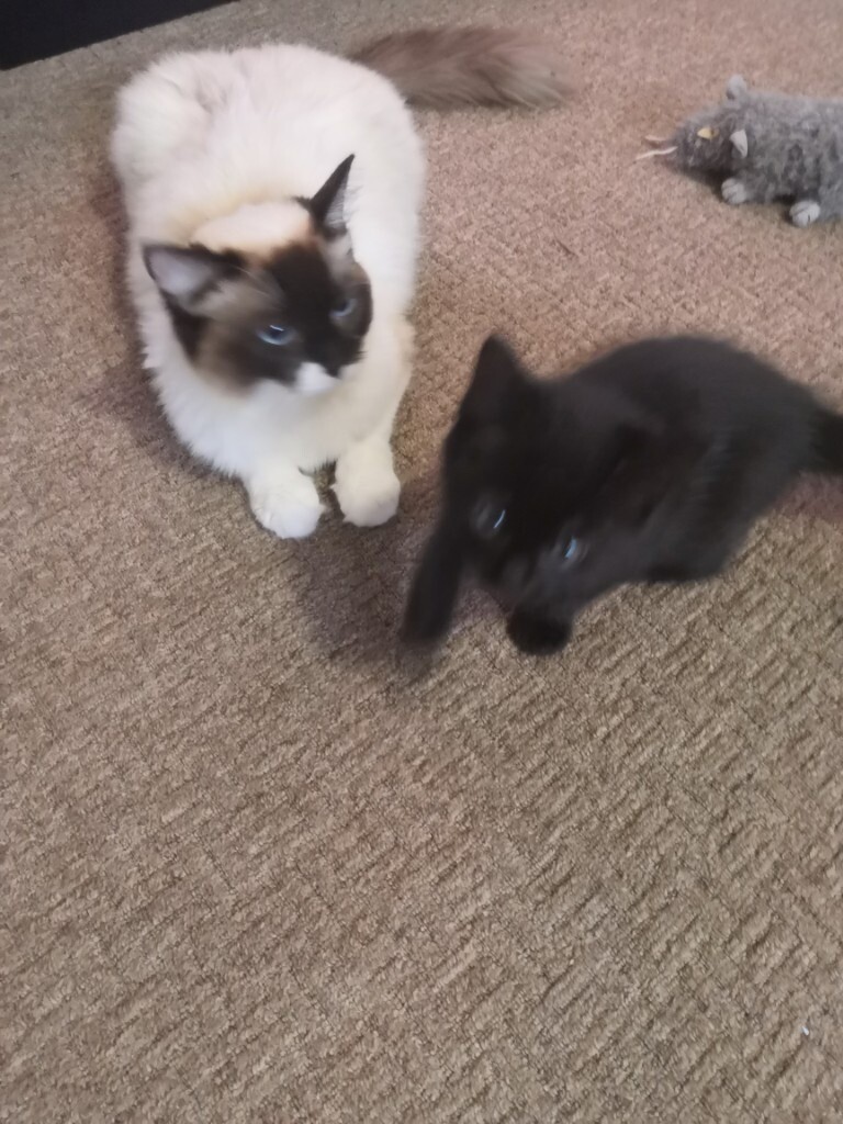 Ragdoll cross kittens in Ayr, South Ayrshire Gumtree