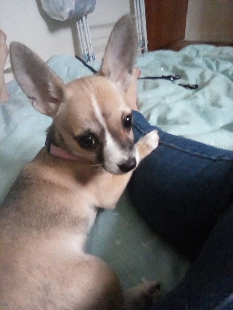 Chihauhau puppies in Thaxted, Essex Gumtree