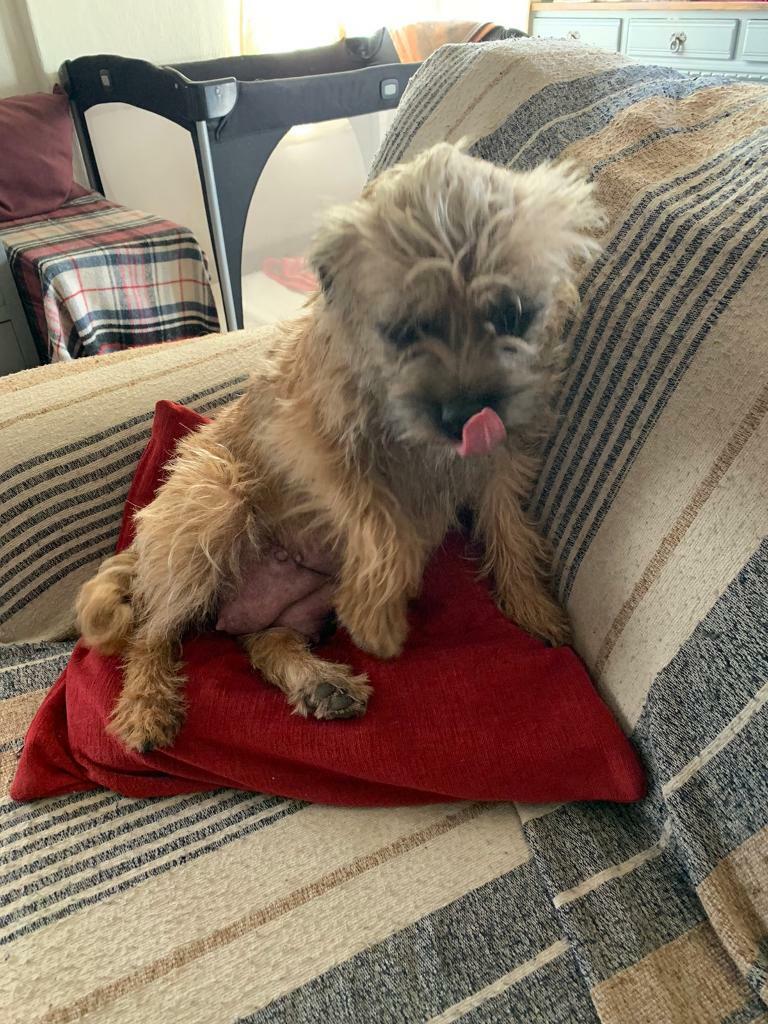 1 Border Terrier x Cairn Terrier in Morpeth, Northumberland Gumtree