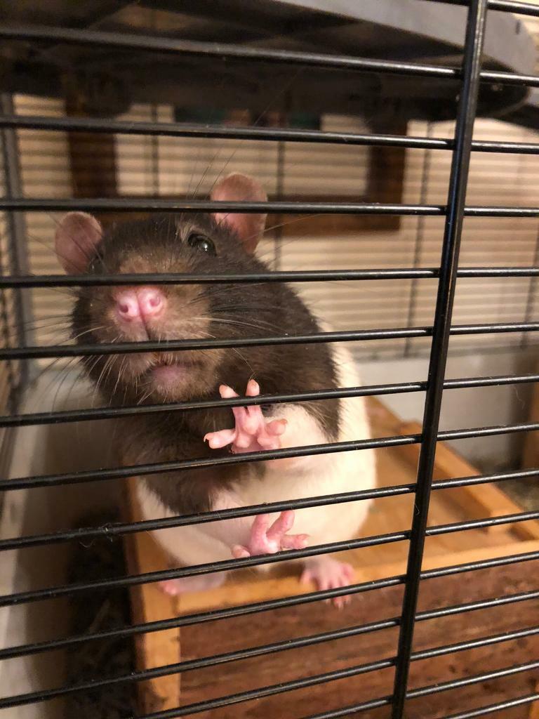 Rats for sale in Southsea, Hampshire Gumtree