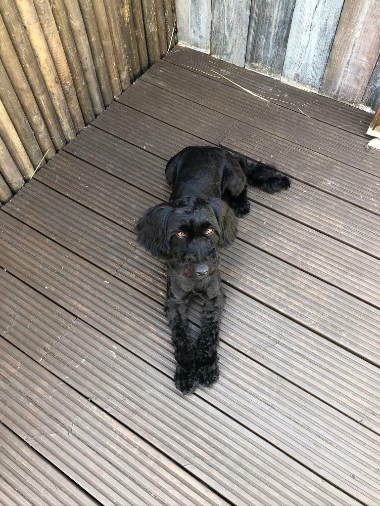 Sproodle puppies in Englefield Green, Surrey Gumtree