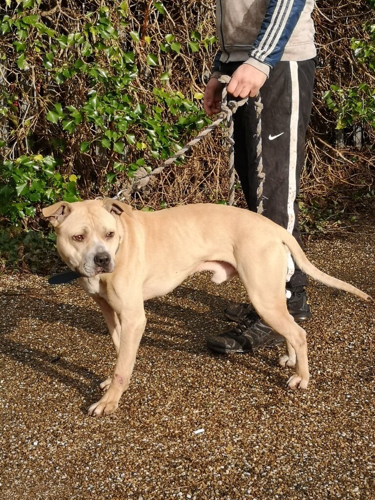 Mastiff XL bully x staffy in Sparkhill, West Midlands Gumtree