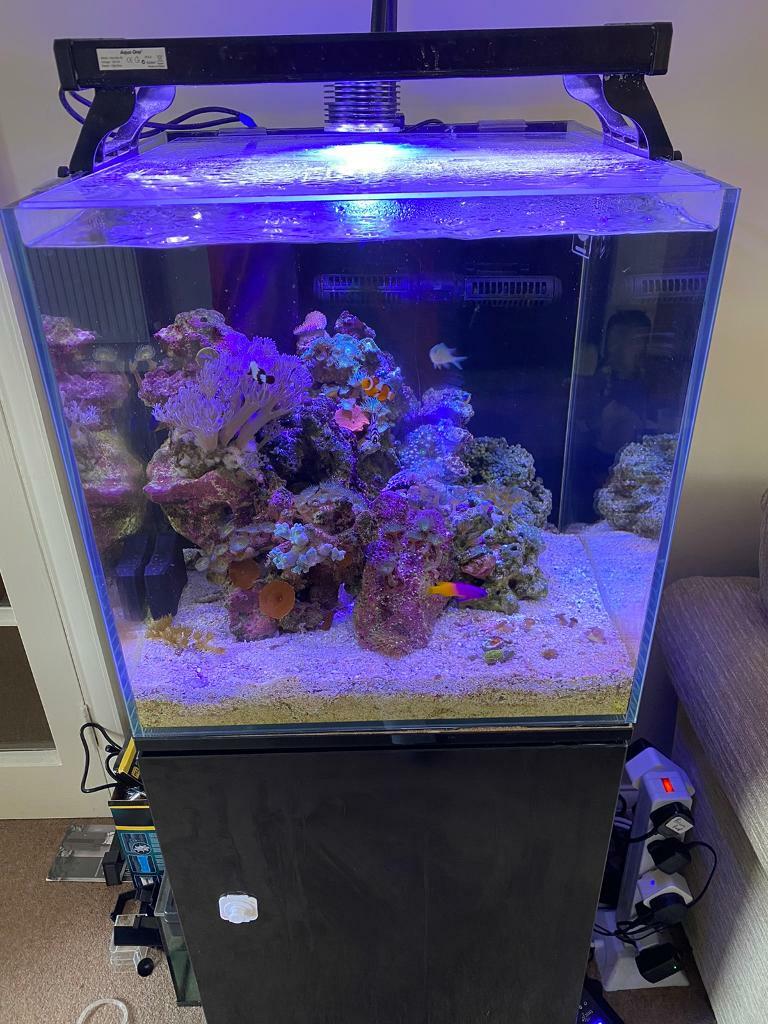 Aqua one mini reef marine fish tank aquarium with sump | in Taverham